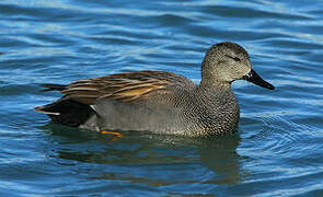 Gadwall