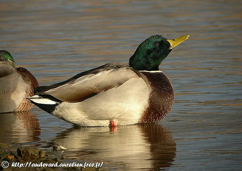 Canard colvert mâle subadulte