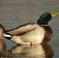 Canard colvert