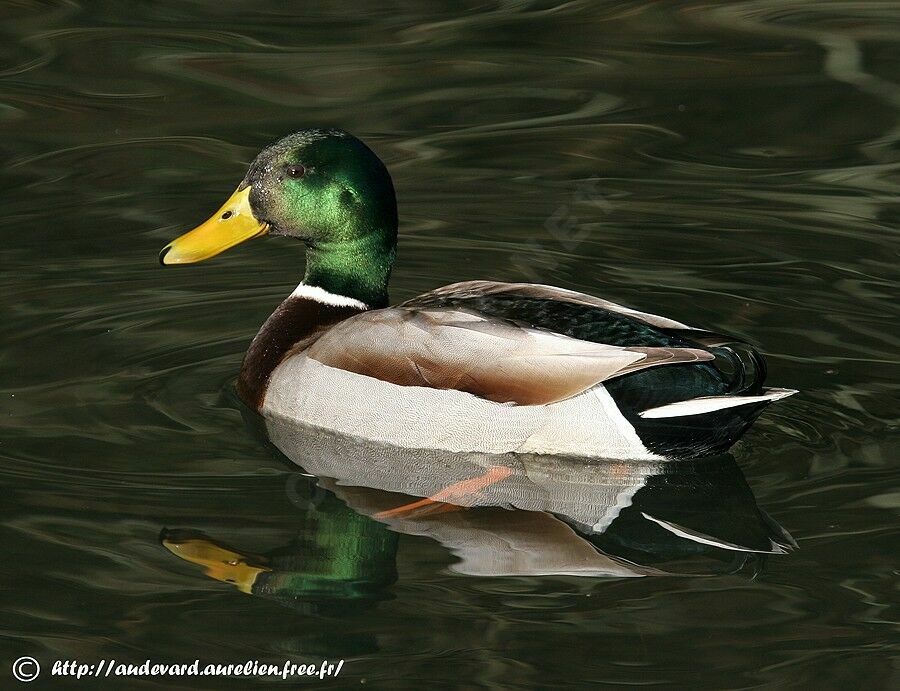 Canard colvert mâle subadulte, identification