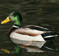 Mallard