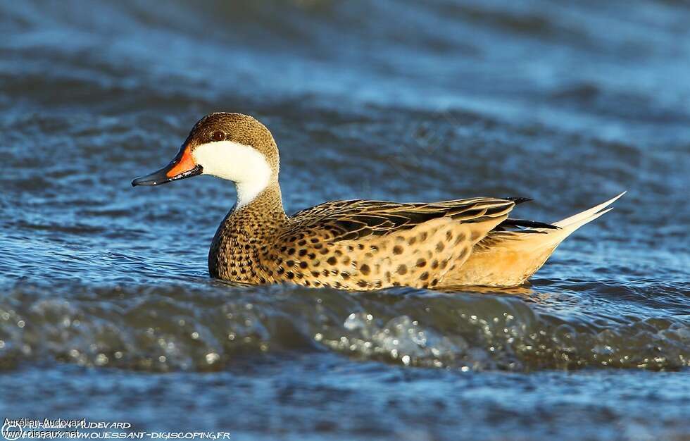 Canard des Bahamasadulte nuptial