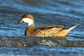 White-cheeked Pintail