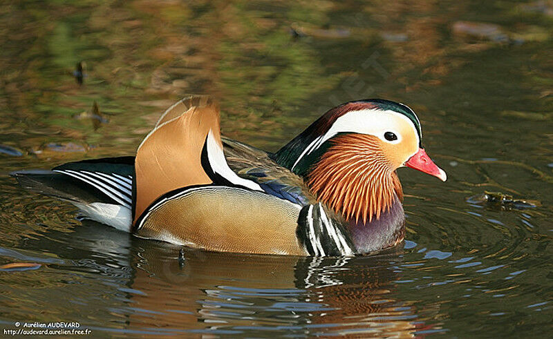 Canard mandarin