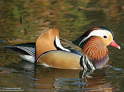 Canard mandarin