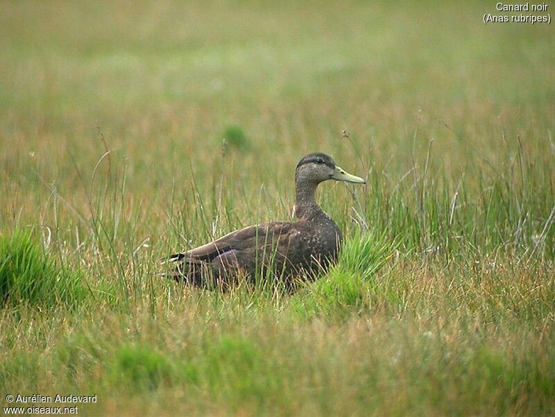 American Black Duck