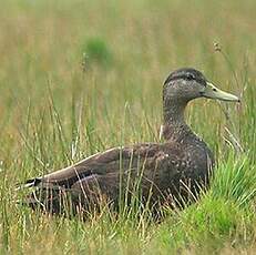 Canard noir