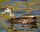 Canard noir