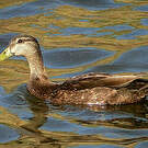 Canard noir