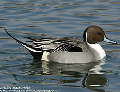 Northern Pintail