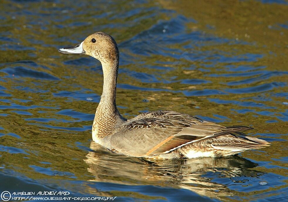 Northern Pintail male