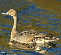 Northern Pintail