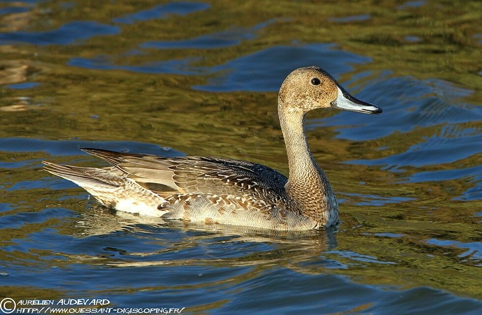 Canard pilet mâle 1ère année