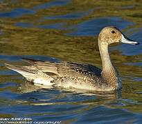 Northern Pintail