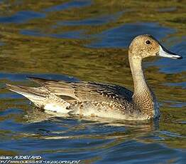 Canard pilet