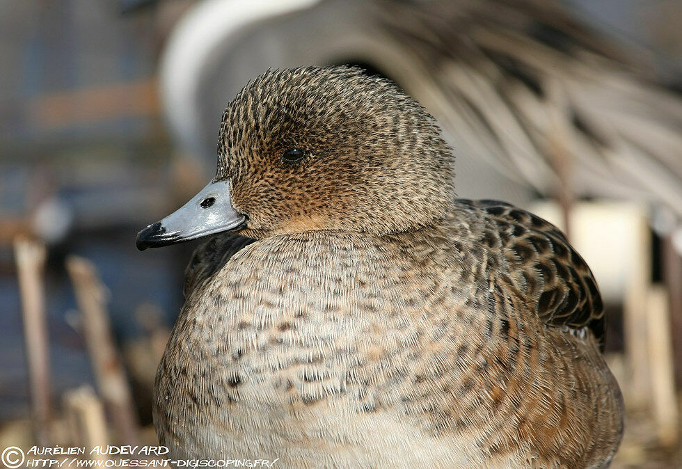 Canard siffleur