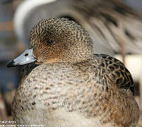 Canard siffleur