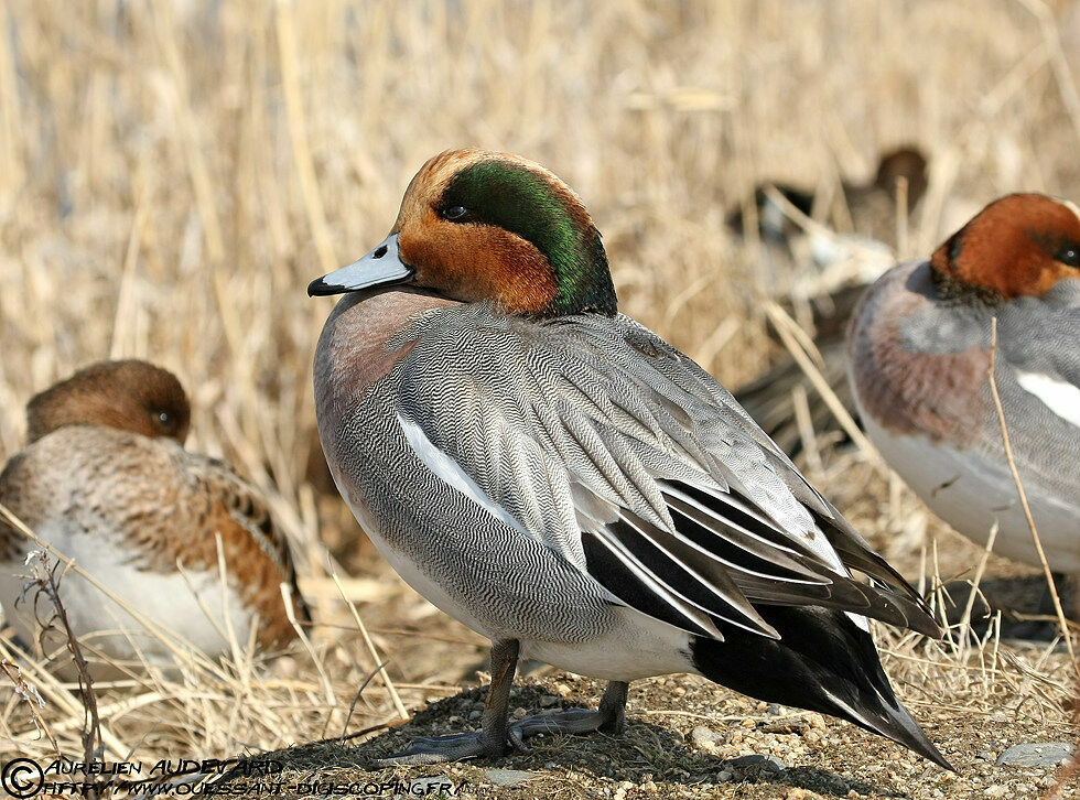 Canard siffleur mâle adulte nuptial