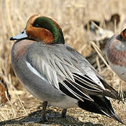 Canard siffleur