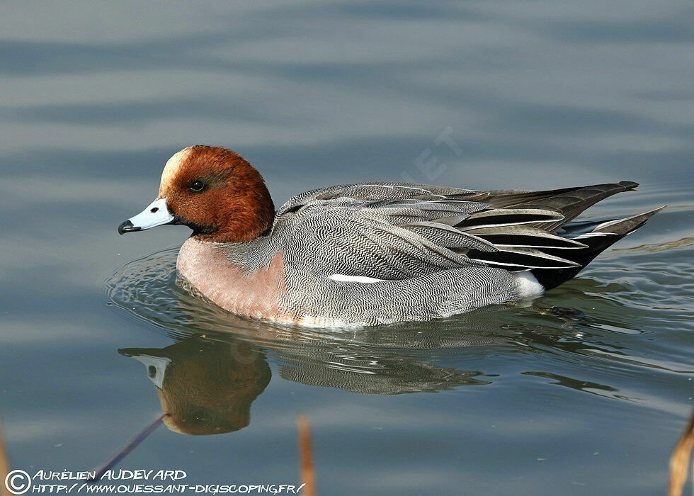 Canard siffleur