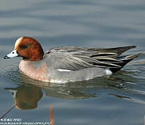 Eurasian Wigeon