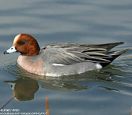 Canard siffleur