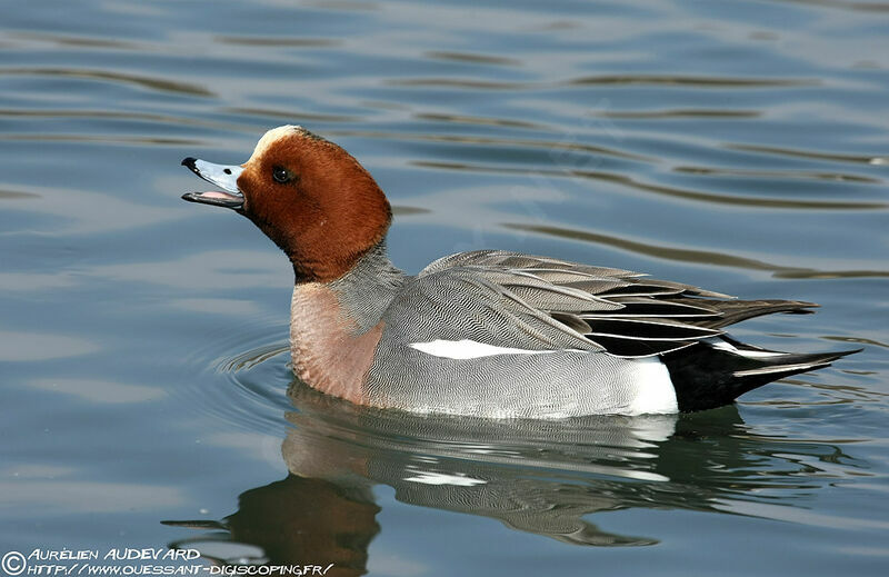 Canard siffleur