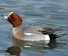 Eurasian Wigeon