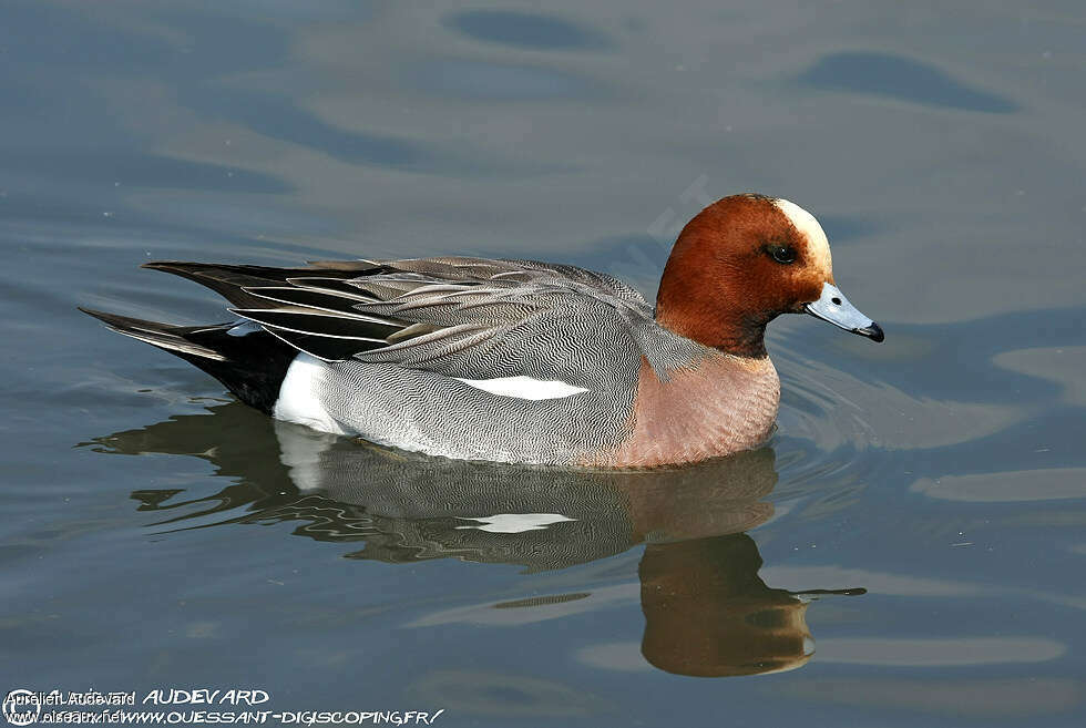 Canard siffleuradulte nuptial, identification