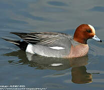 Canard siffleur