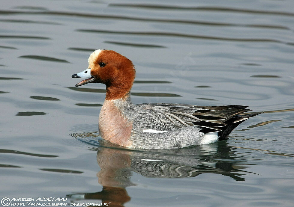 Canard siffleur