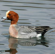 Canard siffleur