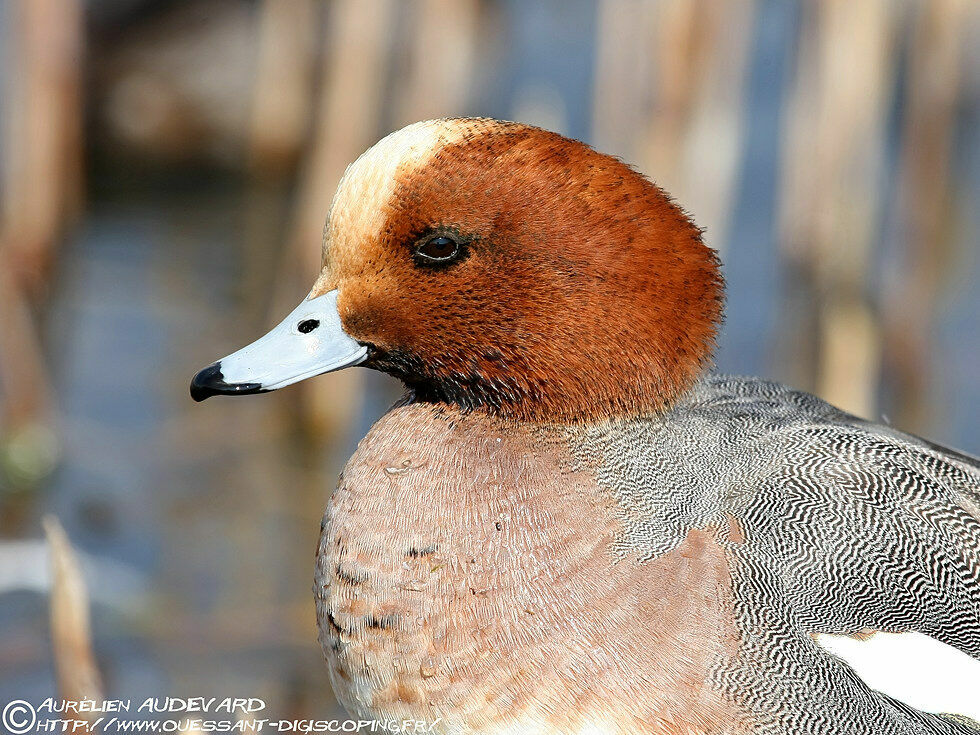 Canard siffleur