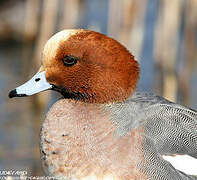 Eurasian Wigeon