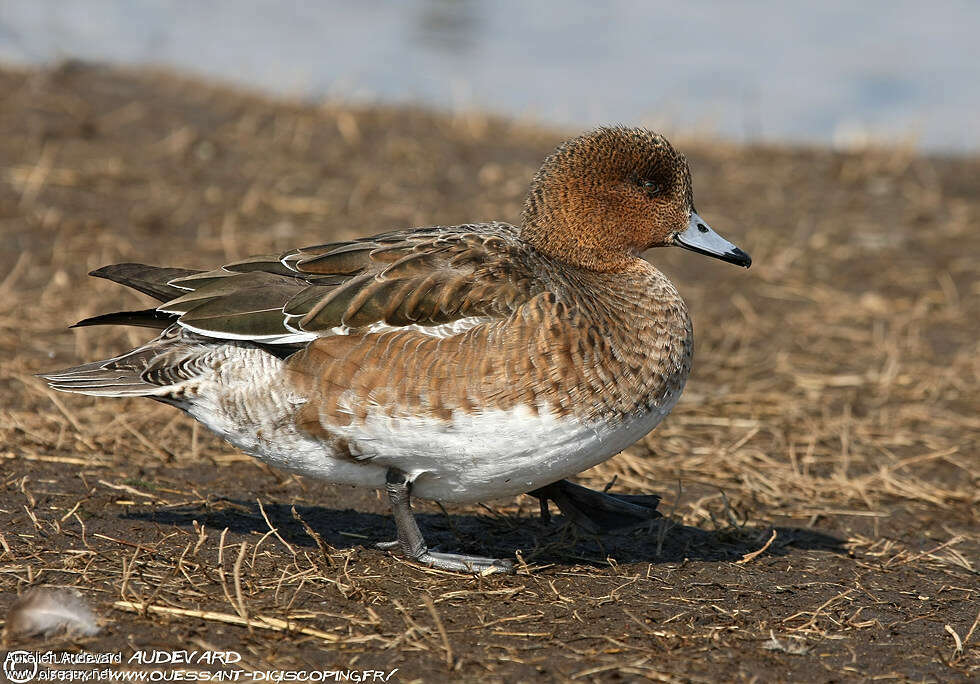 Canard siffleur femelle adulte, identification