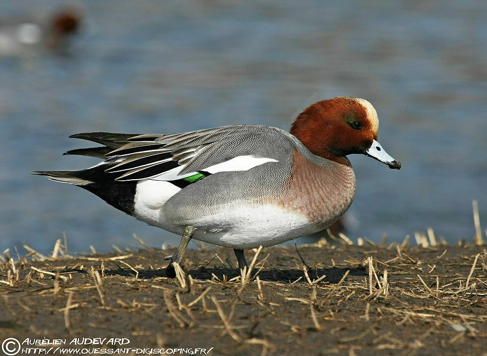 Canard siffleur