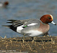 Canard siffleur