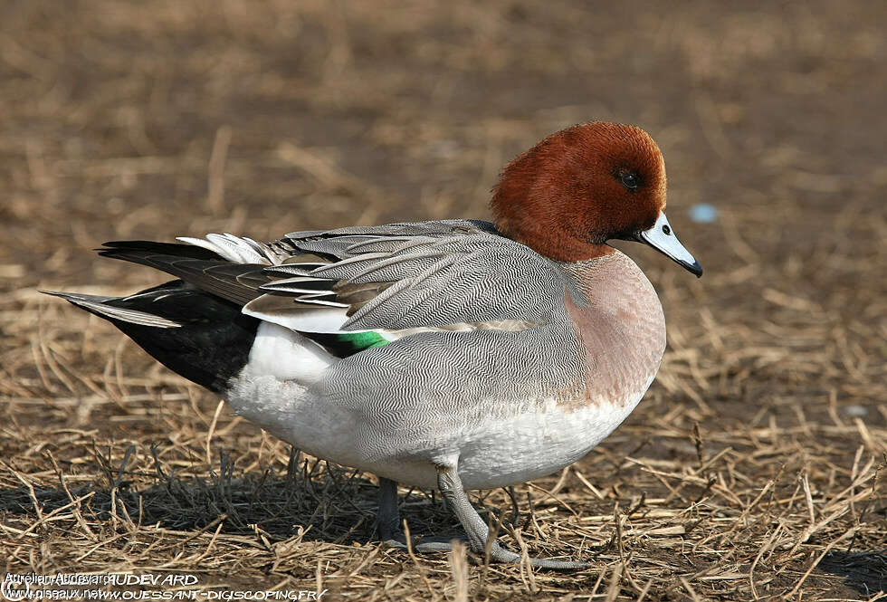 Eurasian Wigeon male adult breeding, identification, walking