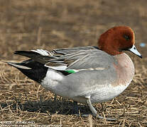 Eurasian Wigeon