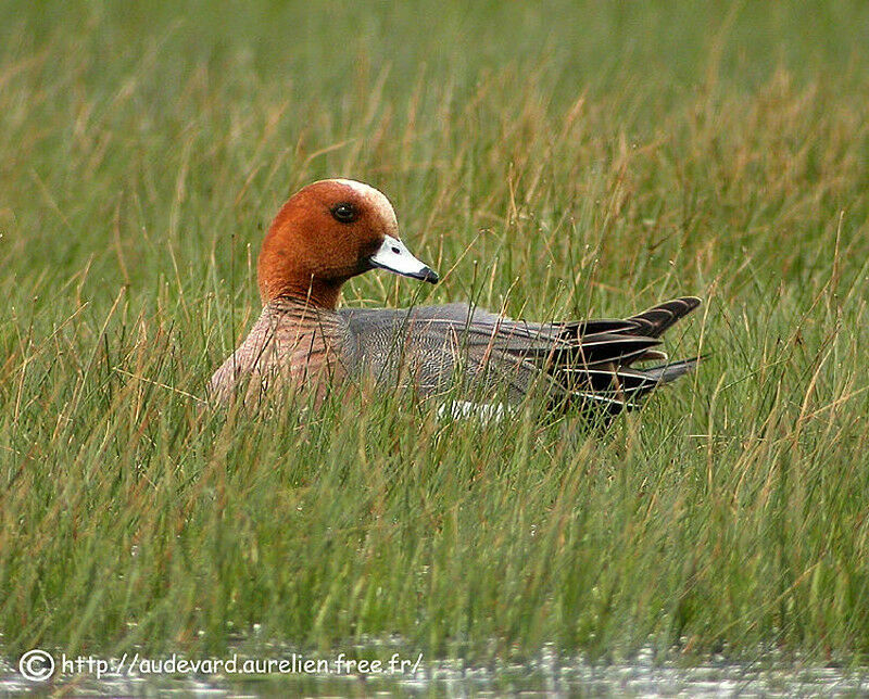 Canard siffleur mâle adulte nuptial