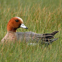 Canard siffleur