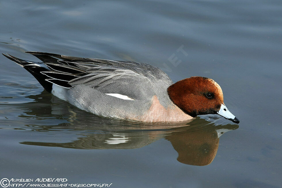 Canard siffleur mâle adulte nuptial