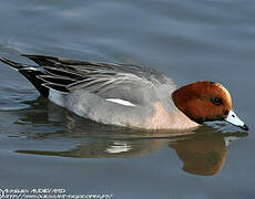 Eurasian Wigeon