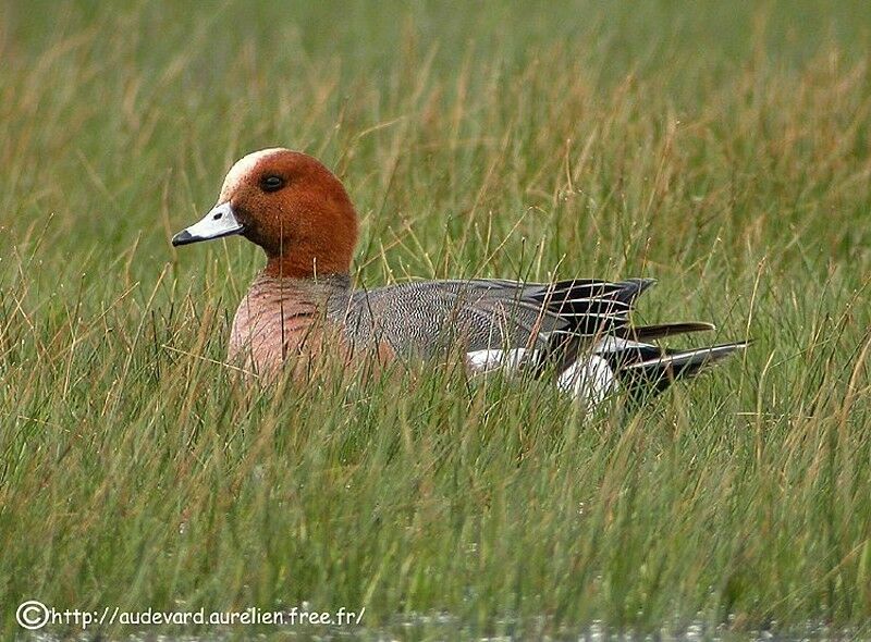 Eurasian Wigeon male adult breeding