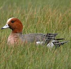 Canard siffleur