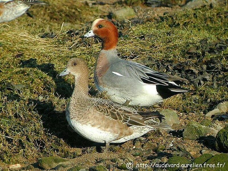 Eurasian Wigeon adult breeding