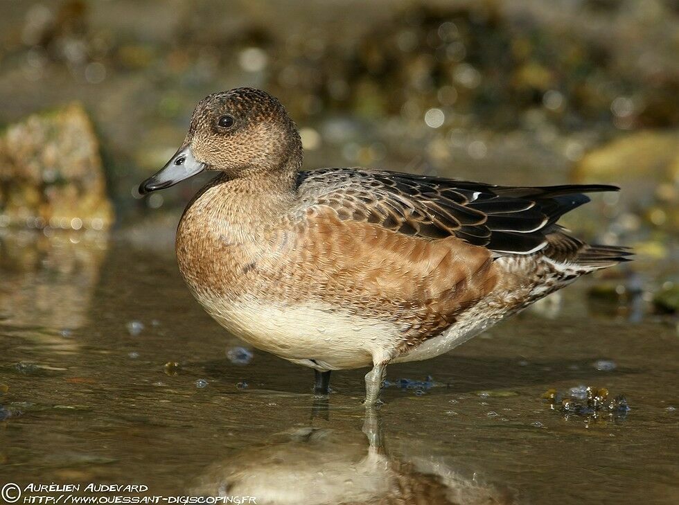 Canard siffleur, identification