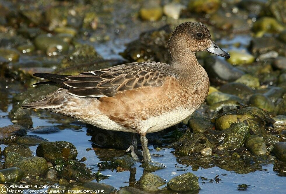 Canard siffleur, identification