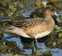 Eurasian Wigeon