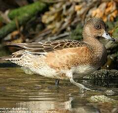 Canard siffleur